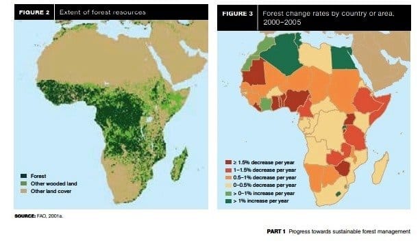 OPINION | Africa’s forests are undervalued, and the world will pay the price 