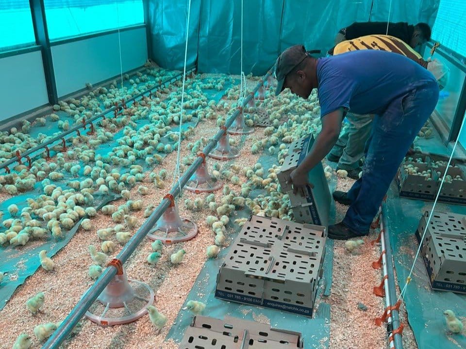 Western Cape: Boost For Poultry Project At Skurweberg Secondary School In Ceres 